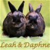 adoptable Rabbit in  named Leah (bonded to Daphne)