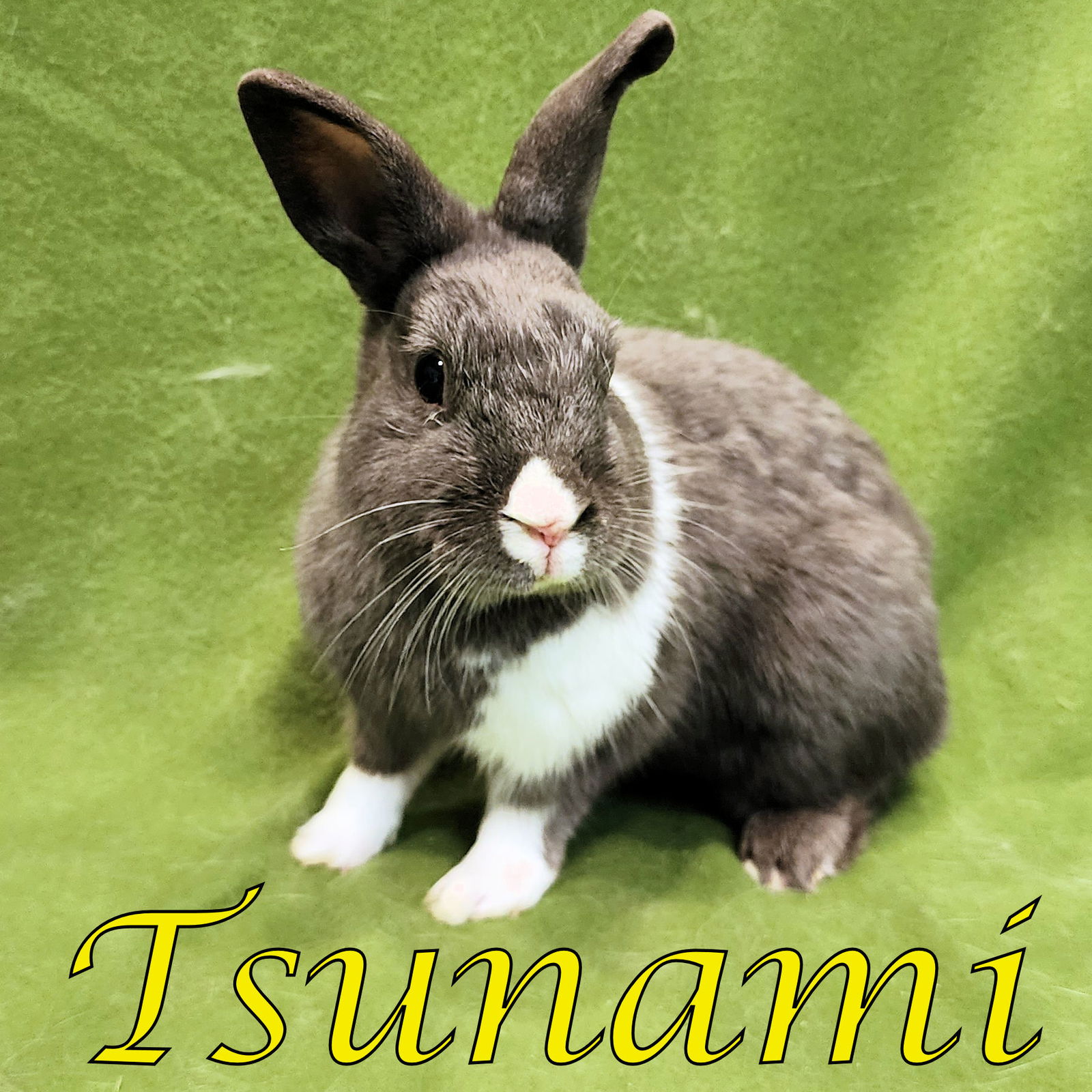 adoptable Rabbit in Beaverton, OR named Tsunami