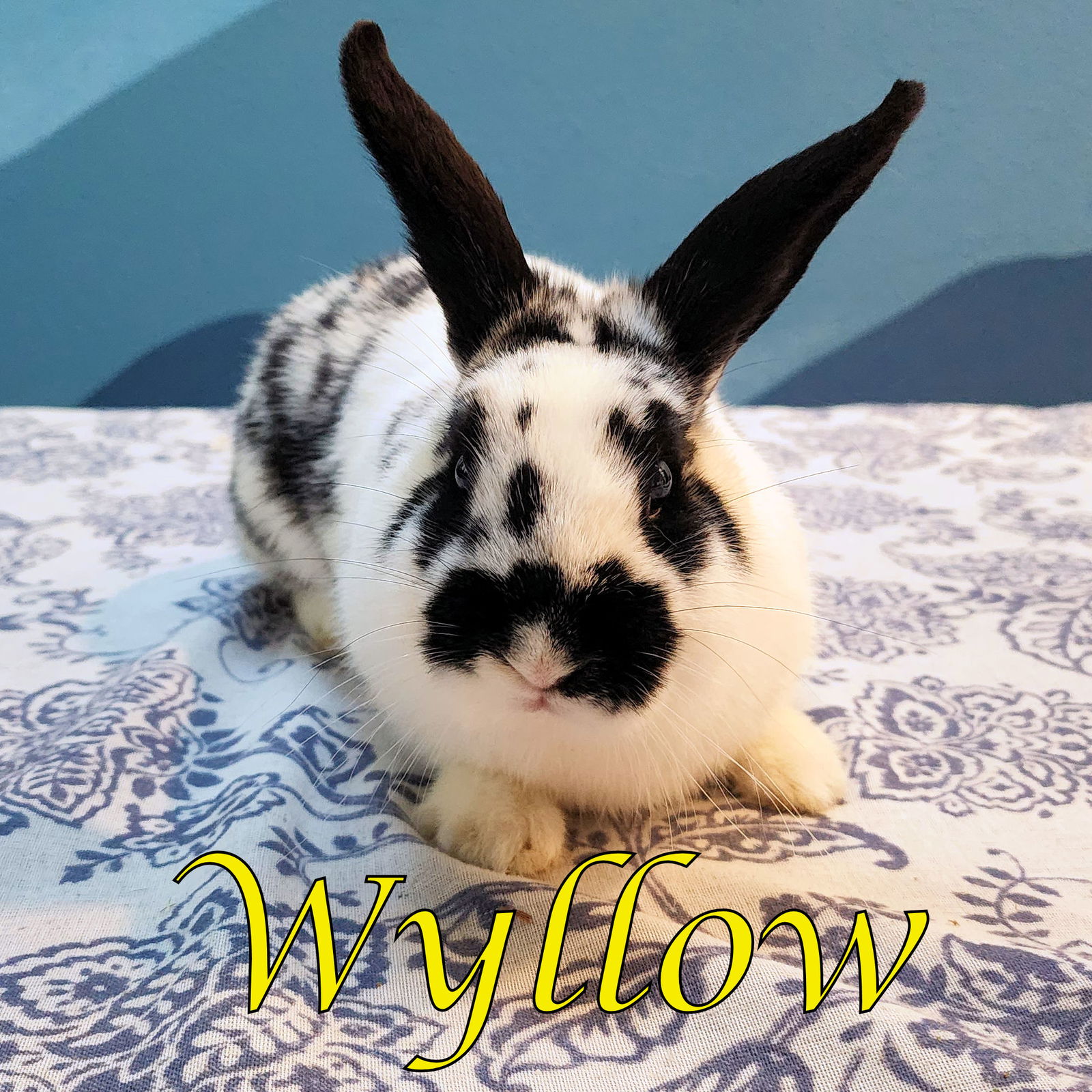 adoptable Rabbit in Beaverton, OR named Wyllow