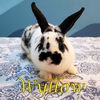 adoptable Rabbit in , OR named Wyllow