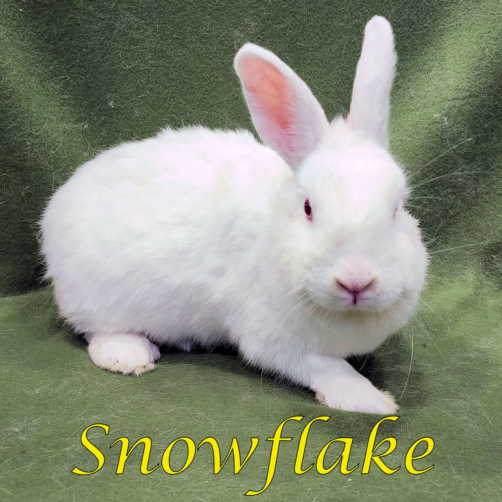 adoptable Rabbit in Beaverton, OR named Snowflake