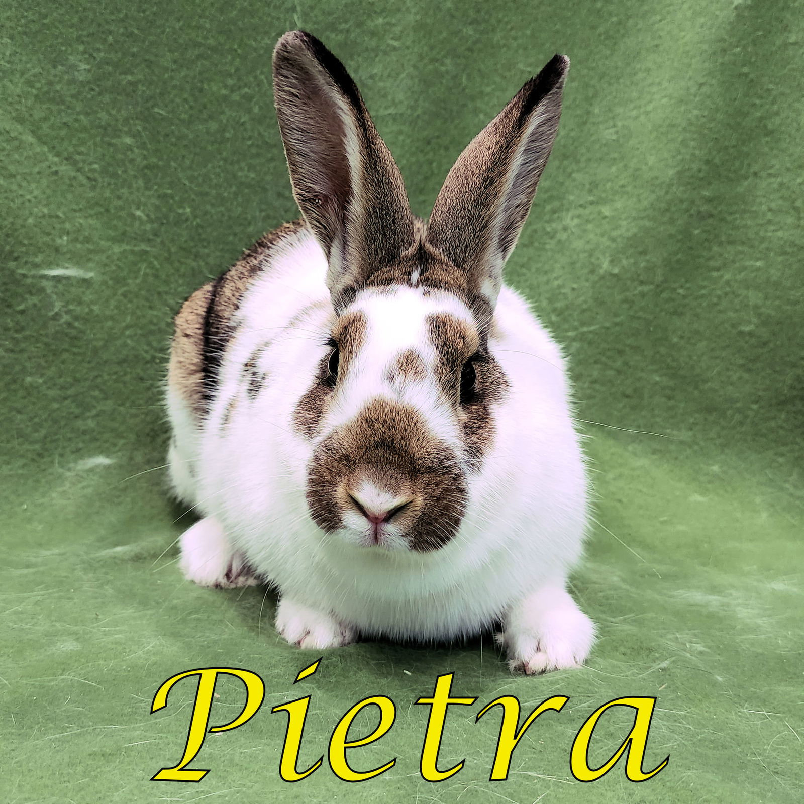 adoptable Rabbit in Beaverton, OR named Pietra