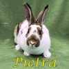 adoptable Rabbit in , OR named Pietra