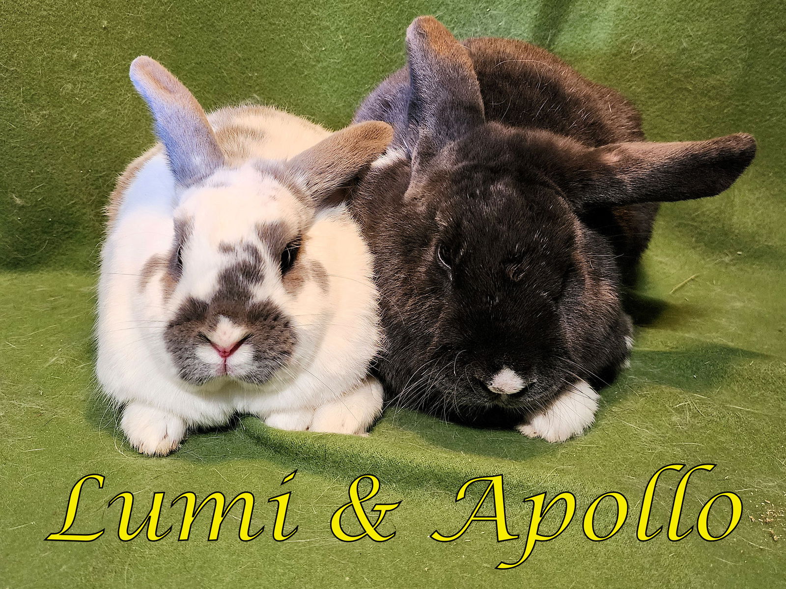 adoptable Rabbit in Beaverton, OR named Lumi (bonded to Apollo)