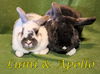 adoptable Rabbit in , OR named Lumi (bonded to Apollo)