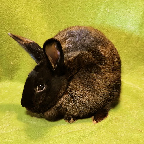 Photo 3 of Licorice