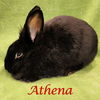 Athena