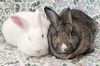 Whitney (bonded to Blanche)