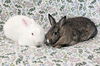 Whitney (bonded to Blanche)