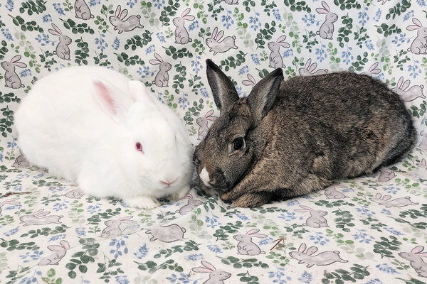 Whitney (bonded to Blanche)