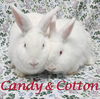 Candy (bonded to Cotton)