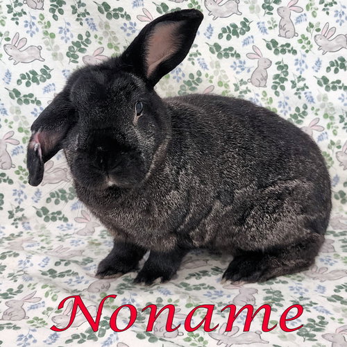 Noname, a rabbit for adoption from Rose City Rabbit Rescue