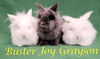 Grayson (bonded to Joy and Buster)