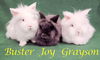 Grayson (bonded to Joy and Buster)