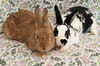 Cookie (Bonded to Copper)