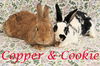 Copper (bonded to Cookie)