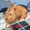 Copper (bonded to Cookie)