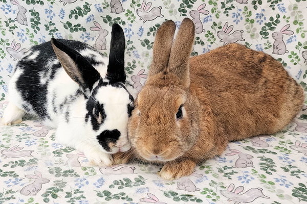 Copper (bonded to Cookie)