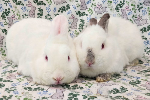 Photo 2 of Elbee (bonded to Lottie)