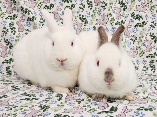 Photo 3 of Elbee (bonded to Lottie)