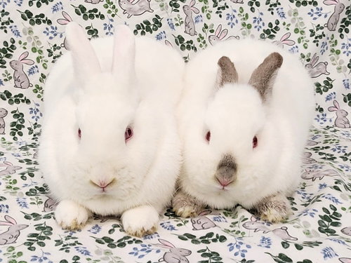 Photo 4 of Elbee (bonded to Lottie)