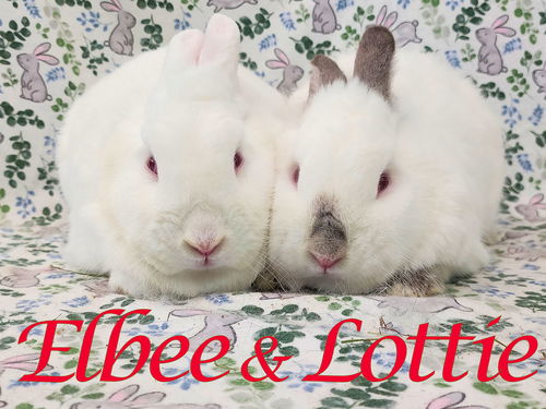 Elbee (bonded to Lottie)