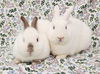 Lottie (bonded to Elbee)