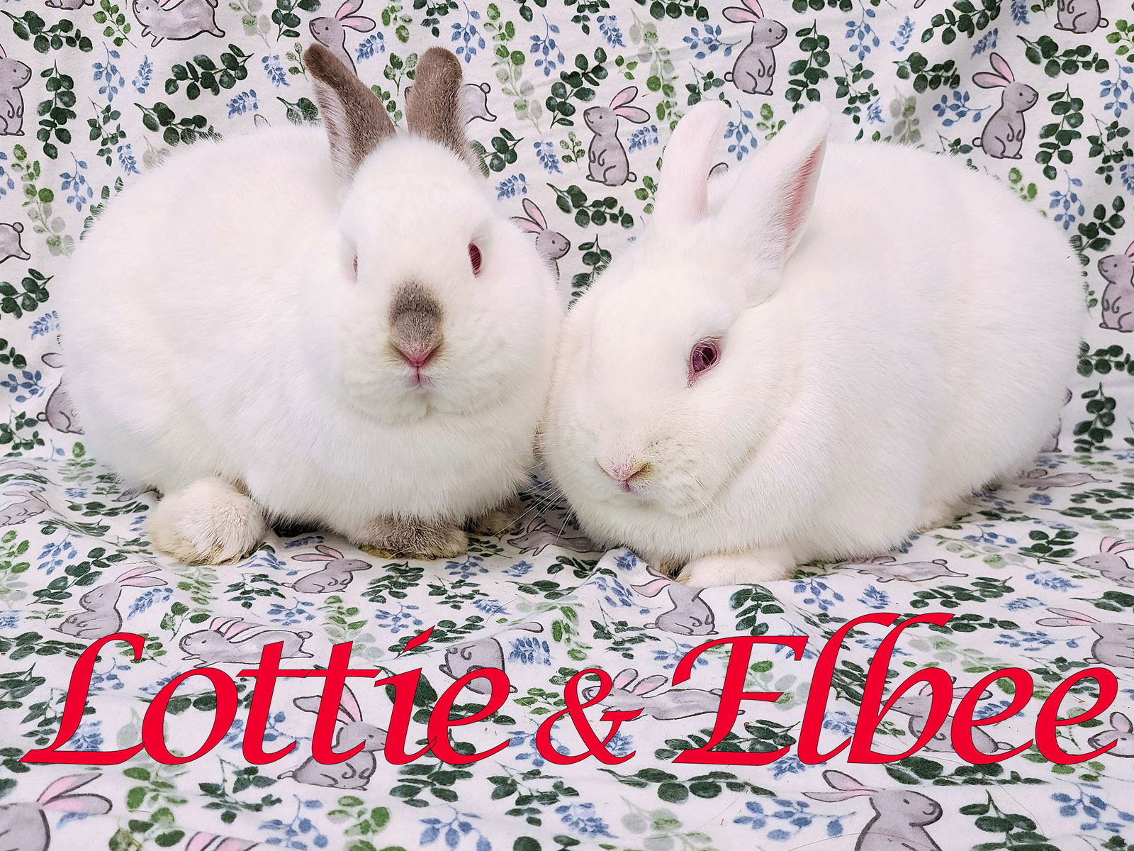 adoptable Rabbit in Beaverton, OR named Lottie (bonded to Elbee)