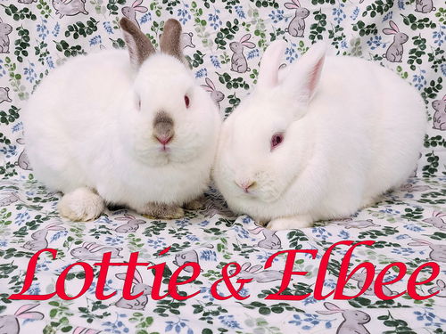 Lottie (bonded to Elbee)