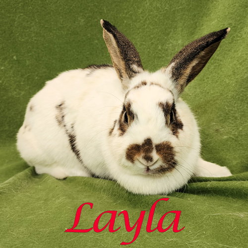 Layla, a rabbit for adoption from Rose City Rabbit Rescue