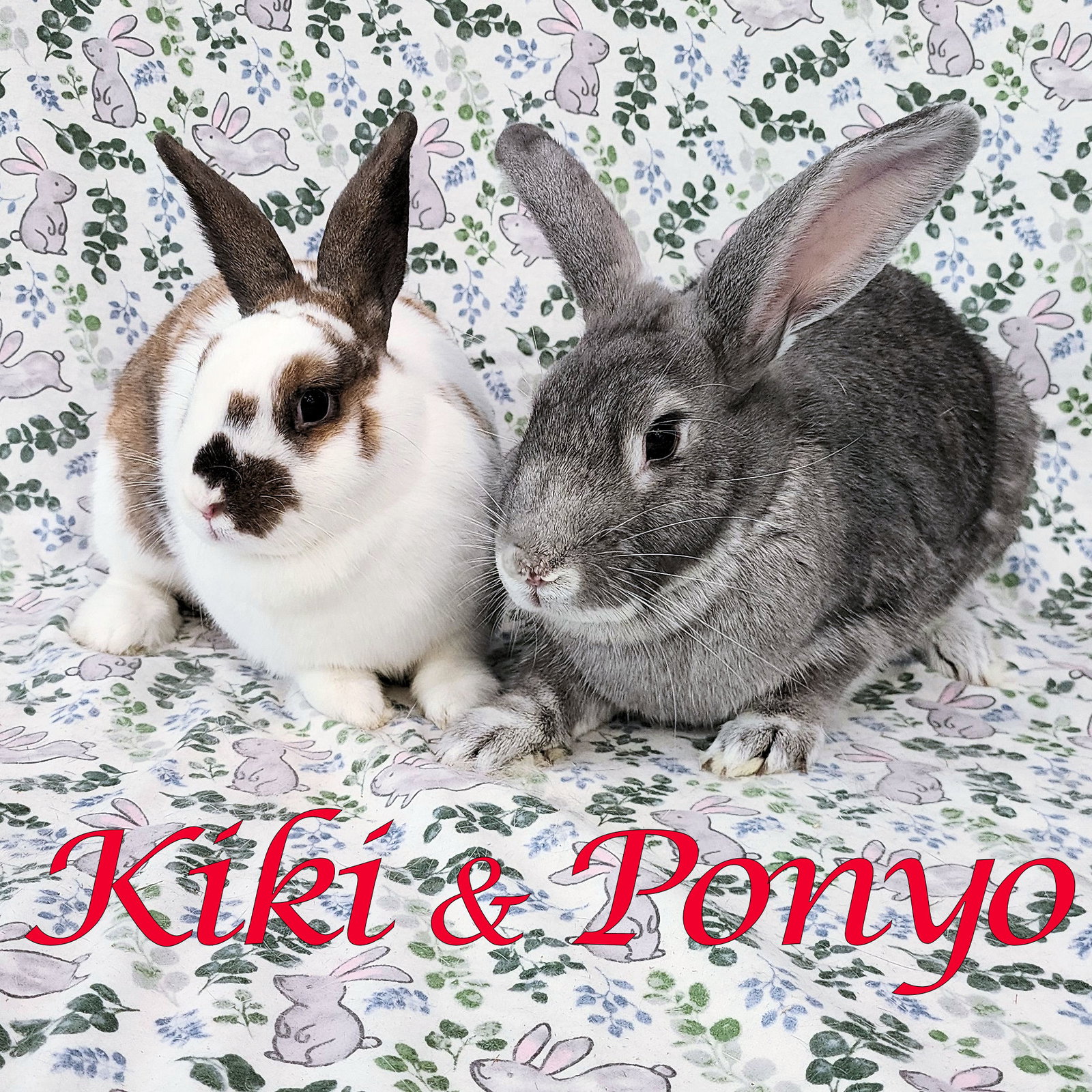 Kiki (bonded to Ponyo)