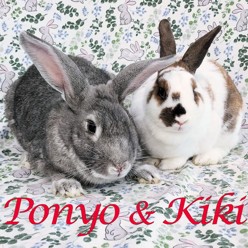 Ponyo (bonded to Kiki), a rabbit for adoption from Rose City Rabbit Rescue