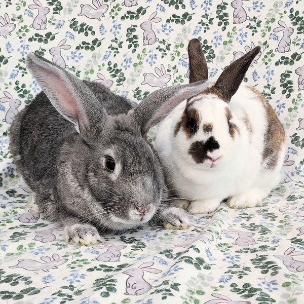 Ponyo (bonded to Kiki)