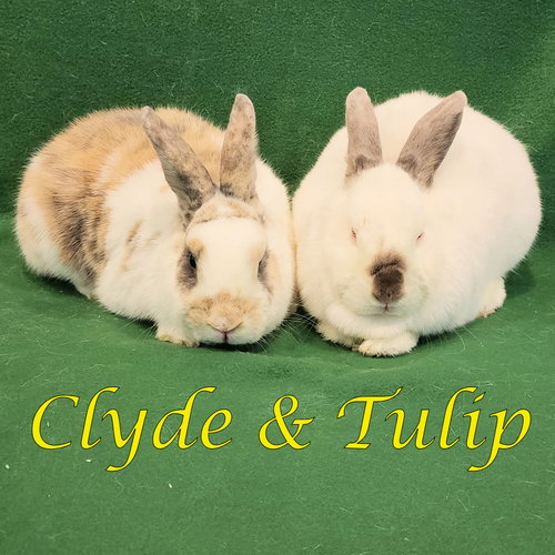 Clyde (bonded to Tulip), a rabbit for adoption from Rose City Rabbit Rescue