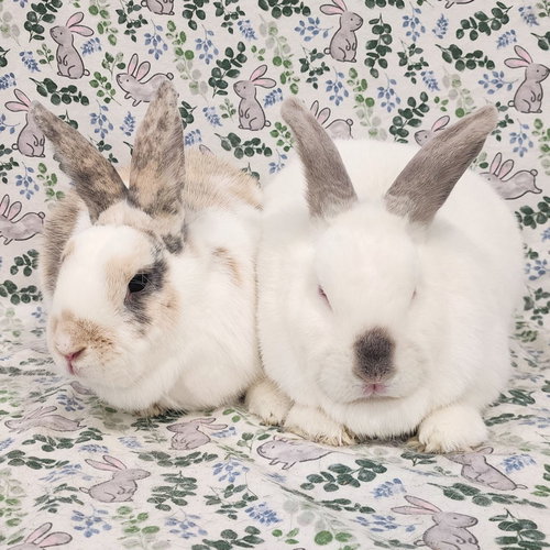 Photo 2 of Clyde (bonded to Tulip)