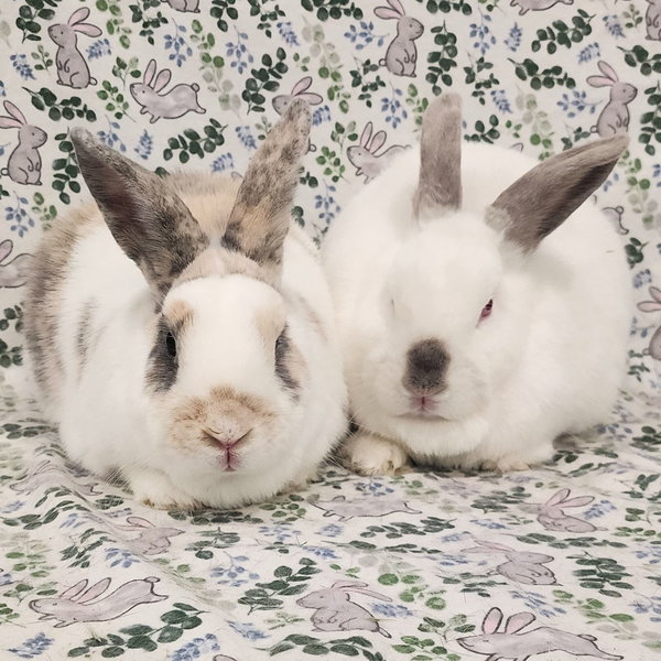 Clyde (bonded to Tulip)