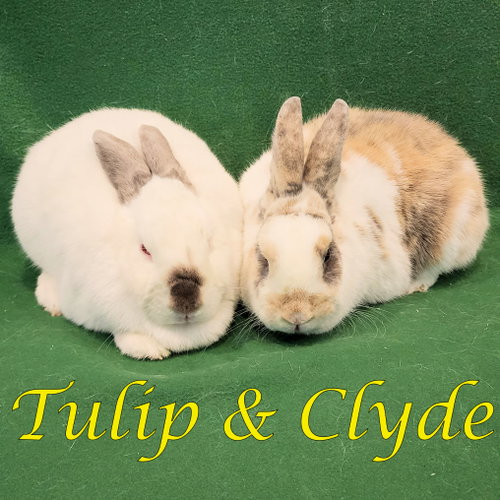 Tulip (bonded to Clyde), a rabbit for adoption from Rose City Rabbit Rescue