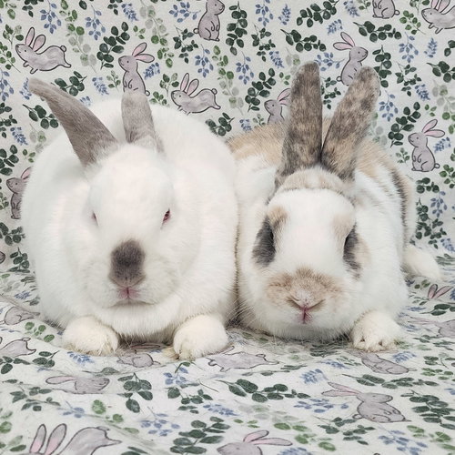 Photo 2 of Tulip (bonded to Clyde)