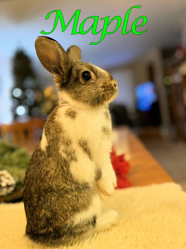 Maple (bonded to Daisy)