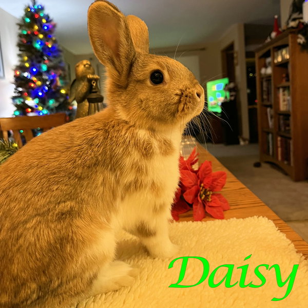 Daisy (bonded to Maple)
