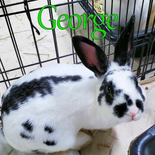 George, a rabbit for adoption from Rose City Rabbit Rescue