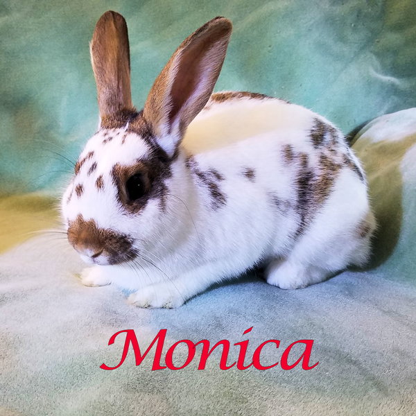 Monica