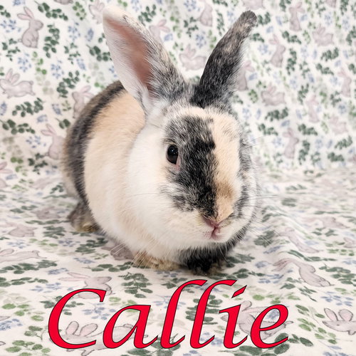 Callie, a rabbit for adoption from Rose City Rabbit Rescue