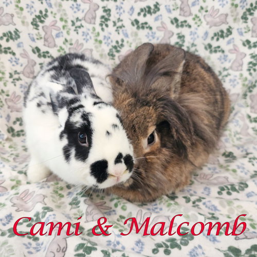Cami (bonded to Malcomb), a rabbit for adoption from Rose City Rabbit Rescue