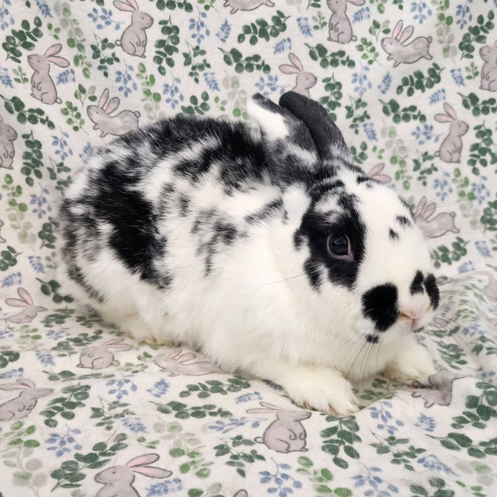 Cami (bonded to Malcolm), photo 2