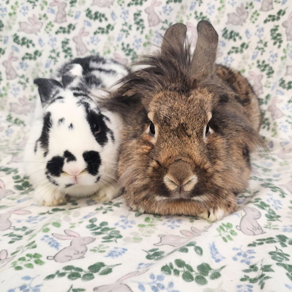 Cami (bonded to Malcomb)