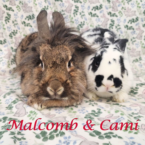 Malcomb (bonded to Cami), a rabbit for adoption from Rose City Rabbit Rescue