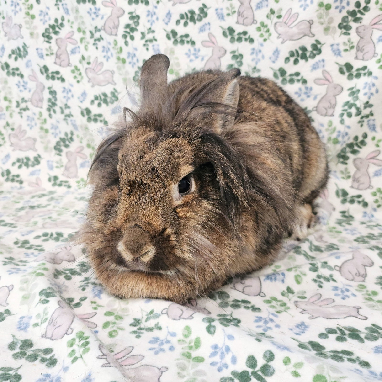 Malcolm (bonded to Cami), photo 2