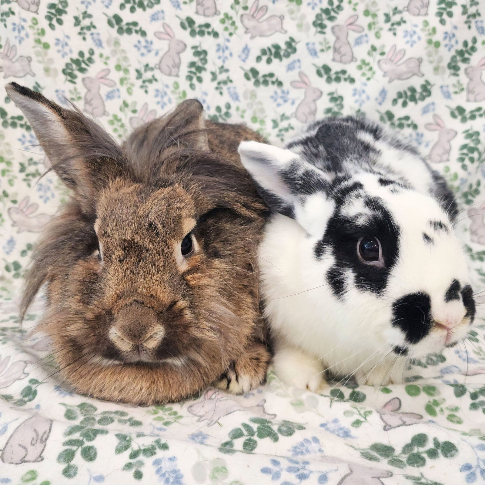Malcolm (bonded to Cami), photo 3