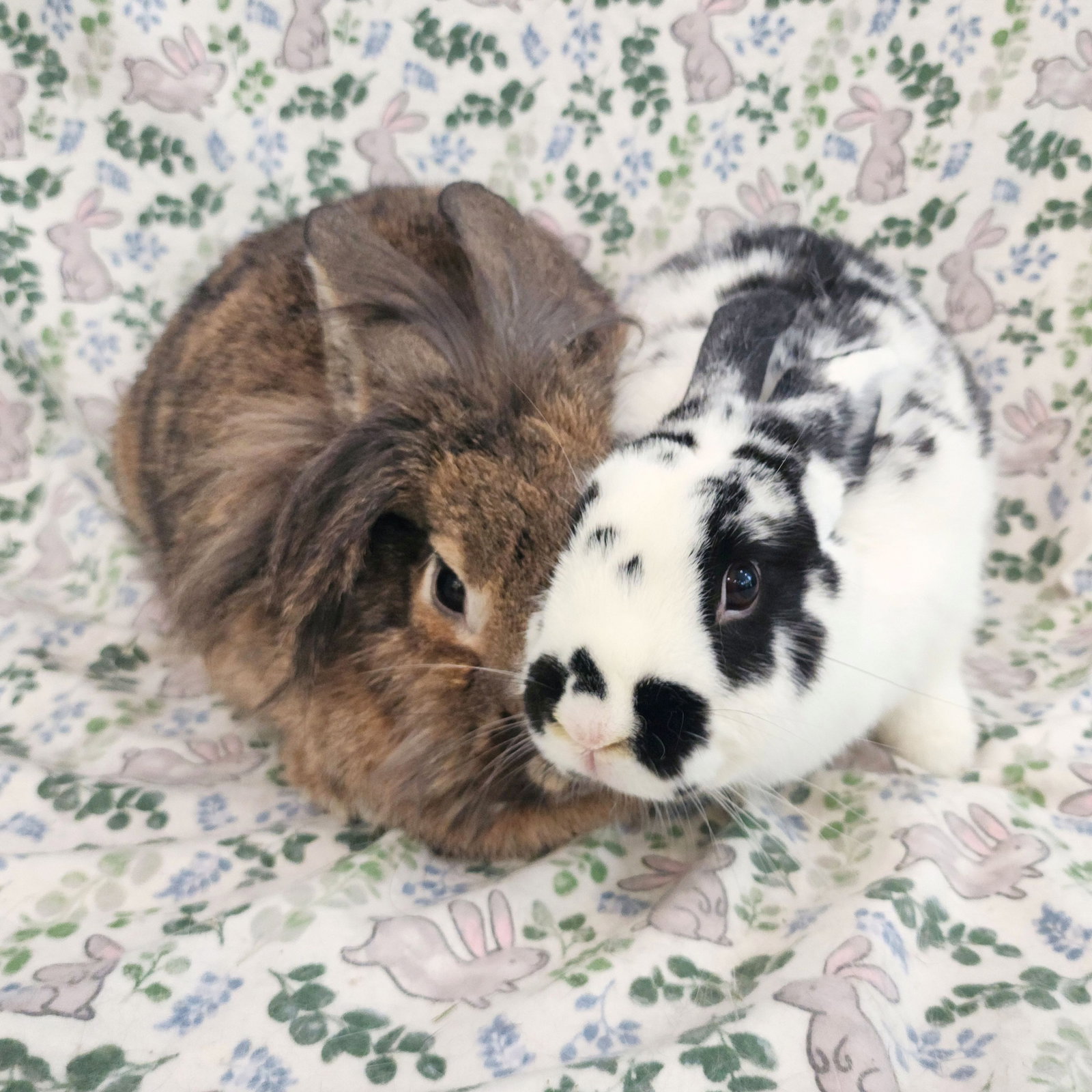 Malcolm (bonded to Cami), photo 4